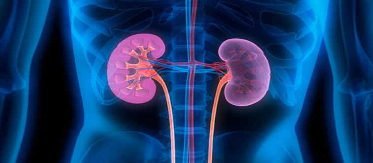 Beyond basic plumbing, what is the primary duty of your kidneys?