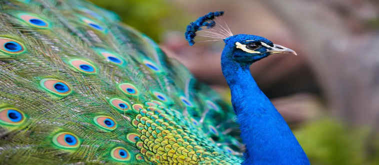 Which avian showstopper is famous for flaunting a massive, fan-like display of iridescent feathers?