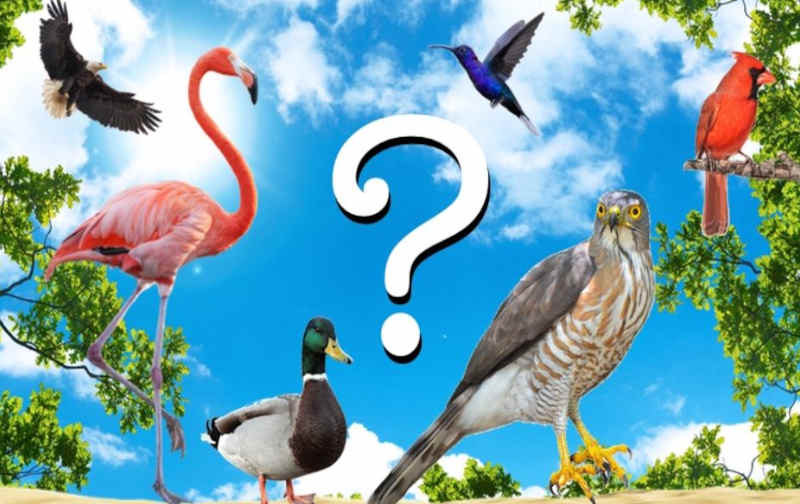 Believe It or Not, We Can Tell If You're a Bird Expert From 40 Questions.
