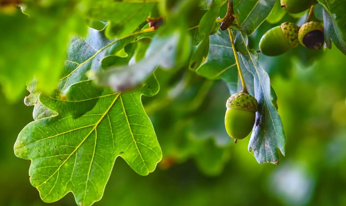 What is the signature seed produced by a towering oak tree?