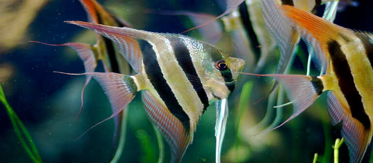Can you name this Amazonian icon?