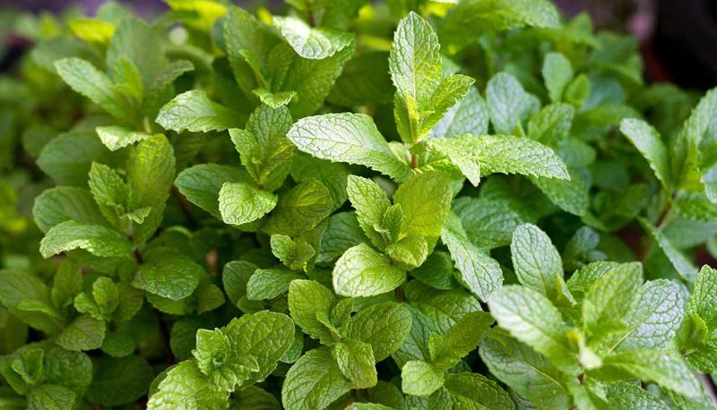 Sorry, But I Doubt Even Gardeners Can Identify More Than 32 of These 40 Plants