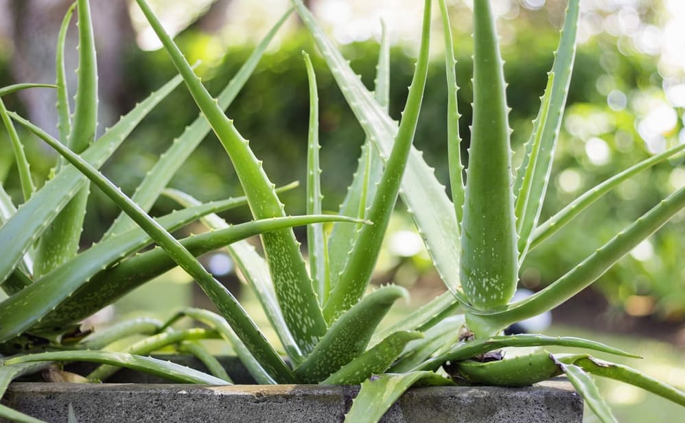 I’m the fleshy succulent known as 'nature’s bandage,' prized for my cooling medicinal gel. Who am I?