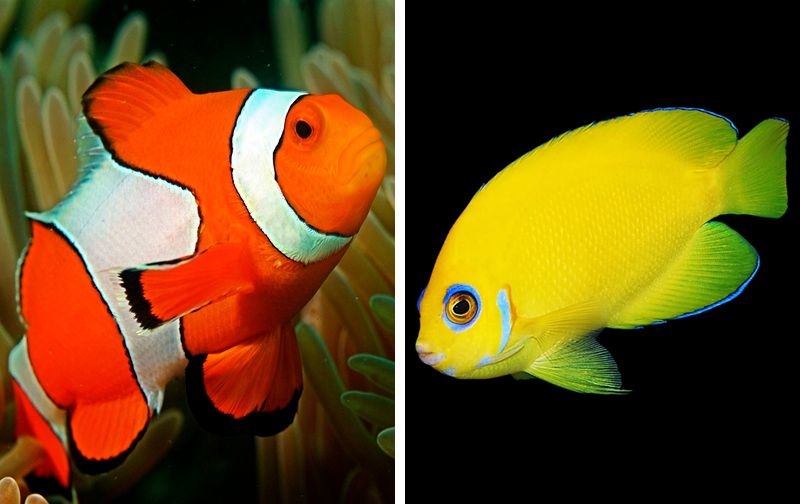Only 5% Can Name All 40 Of These "Common" Fish. Are You An Ichthyology Expert?
