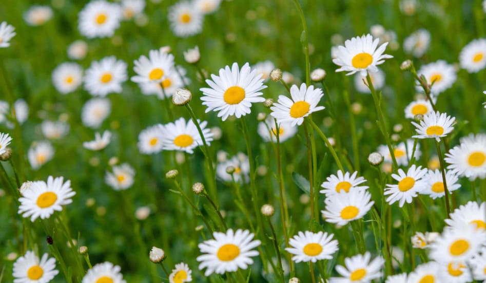 Less Than 1 In 100 Can Name All These Common Flowers Without Googling