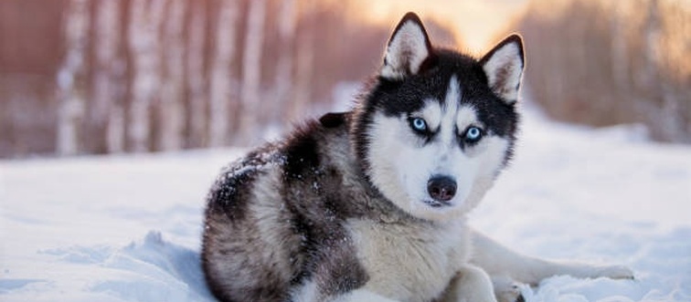 Identify this breed: A wolf-like sledder with a dense double coat, piercing blue eyes, and a history in the Siberian tundra.